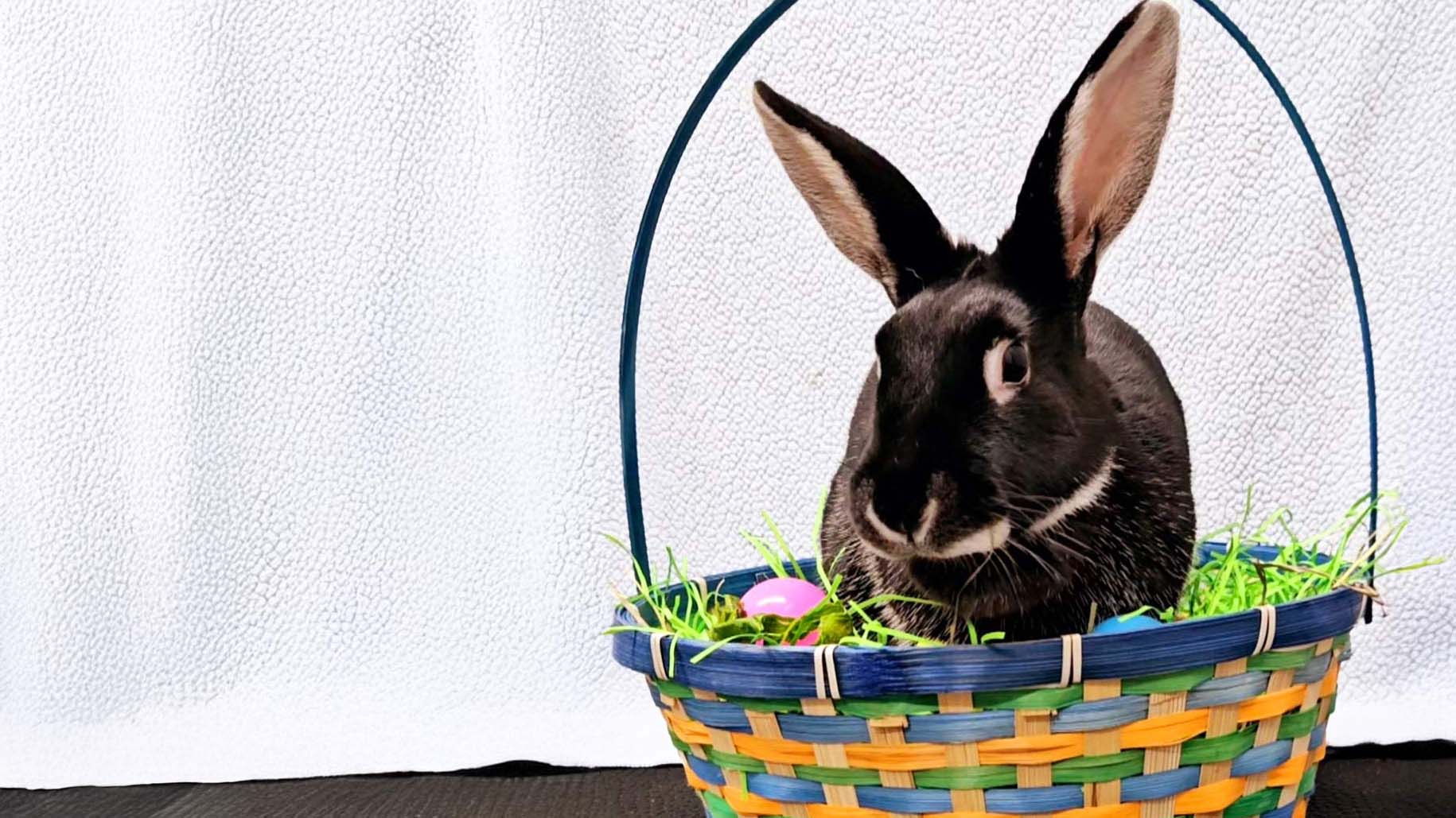 A dark bunny sitting in a colorful easter basket