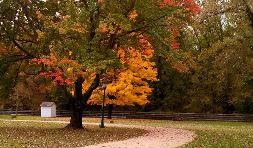 a photo of Stonefield during autumn. A big tree is in focus with orange, red and green leaves.